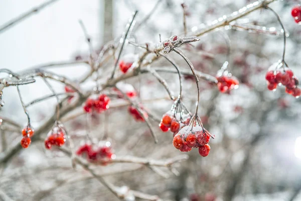 Red rowan tree in winter forest — Stock Photo, Image