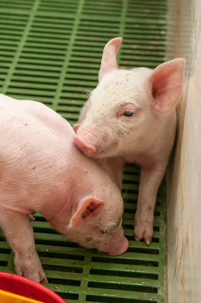 Baby varken in een varkensstal — Stockfoto