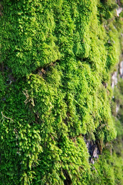 Moss creciendo en el árbol en el bosque —  Fotos de Stock