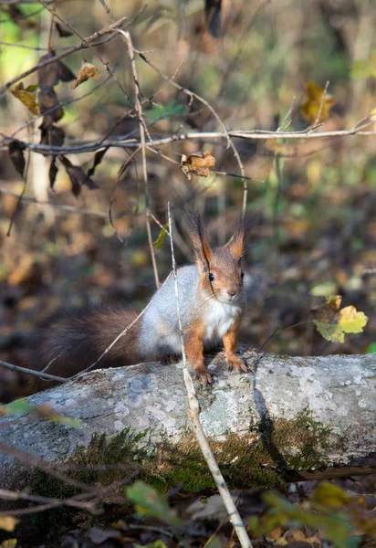 Eichhörnchen auf einem Baum — Stockfoto