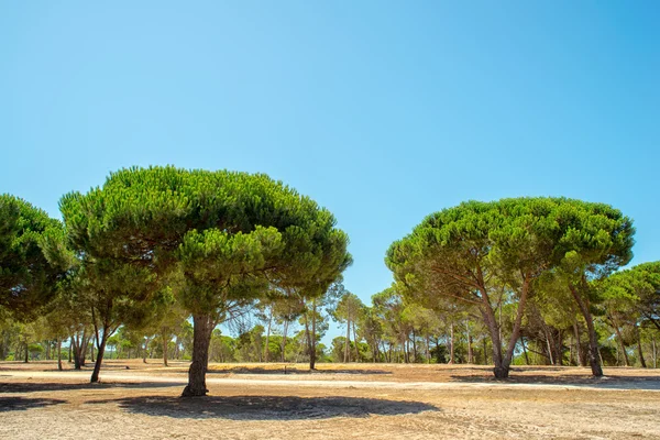 Roble de corcho — Foto de Stock