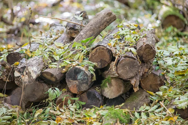 Høstet ved i skogen – stockfoto