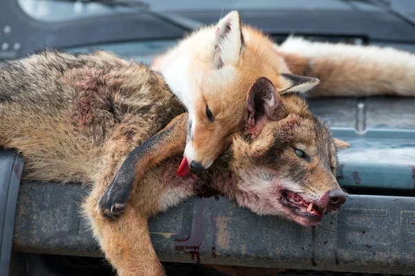 Мертвые лисы после охоты — стоковое фото