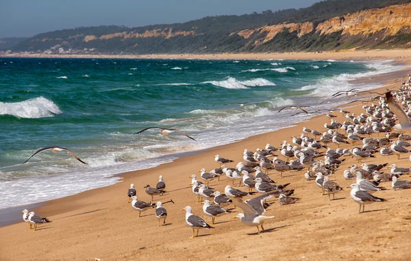 Há muitas gaivotas na costa. Atlantic Beach, Portugal . — Fotografia de Stock