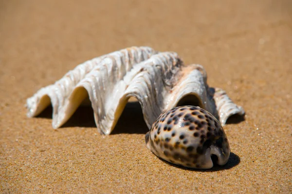 Shell on the beach — Stock Photo, Image