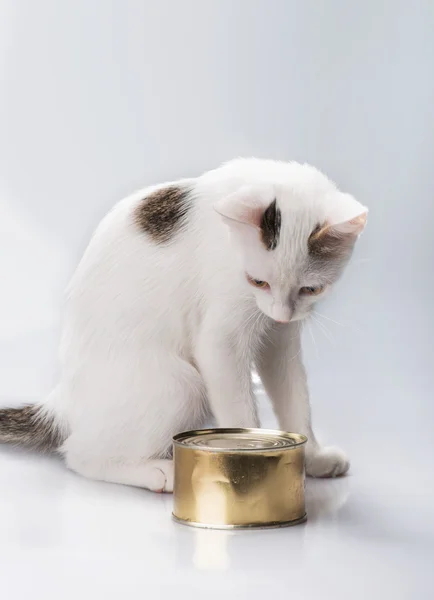 Kotě s konzervy — Stock fotografie