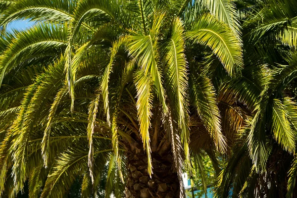 Gyönyörű buja pálmafa — Stock Fotó