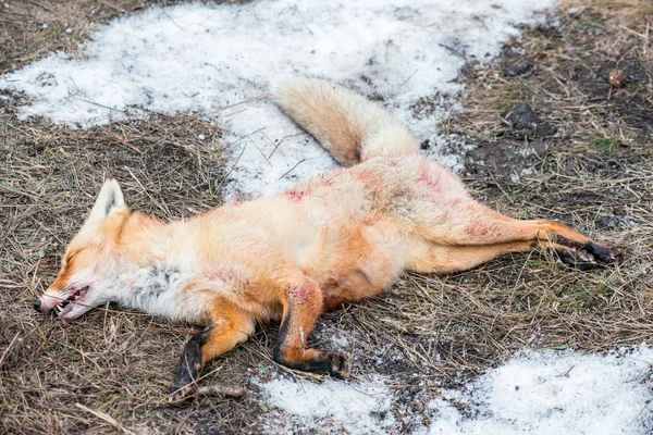 Döda rävar efter jakten — Stockfoto