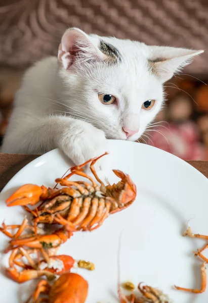 Gato branco rouba lagostim do prato — Fotografia de Stock