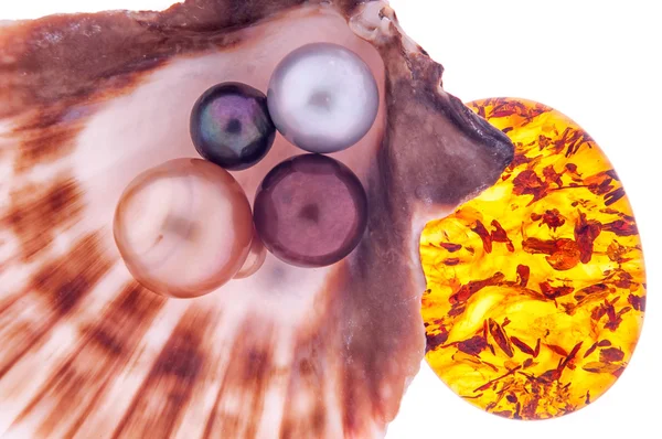 Mooie parel in de schelp met amber — Stockfoto