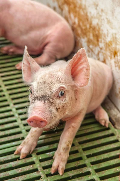 Baby pig in a pigsty — Stock Photo, Image