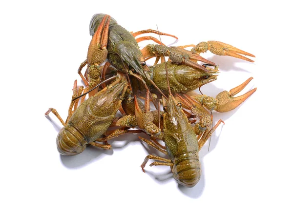 Crayfish isolated on the white background — Stock Photo, Image