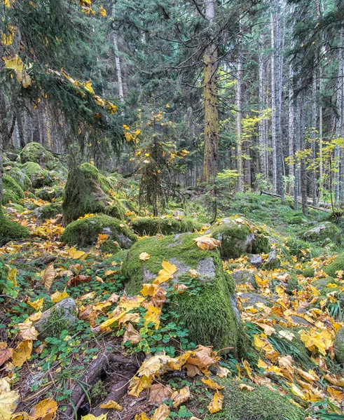 Hermoso bosque denso — Foto de Stock