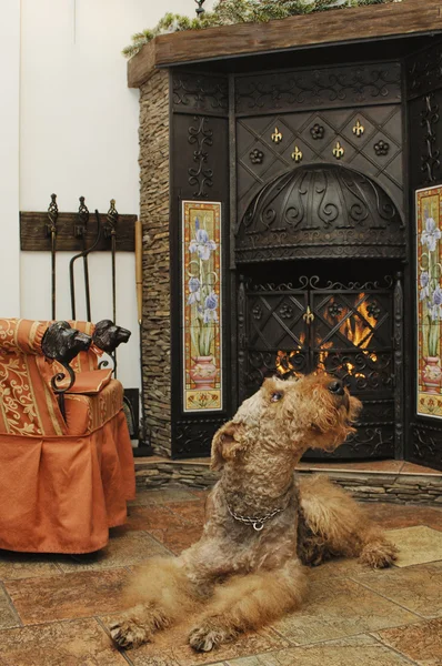 Scena con il cane — Foto Stock