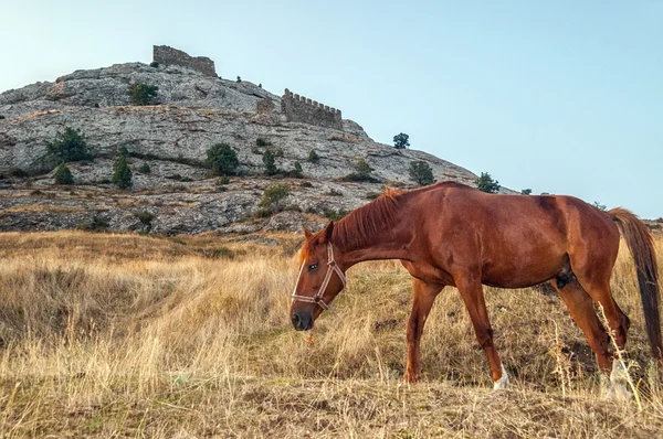 Das Pferd auf dem Hintergrundturm der Festung Genua in sudak cri — Stockfoto