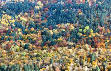 Bir ormandaki sonbaharda sarı ve portakal ağaçlarının arka plan