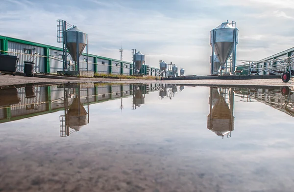 Animali da allevamento per la produzione di carni agricole — Foto Stock