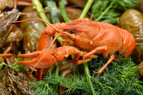 Kokta kräftor med dill — Stockfoto