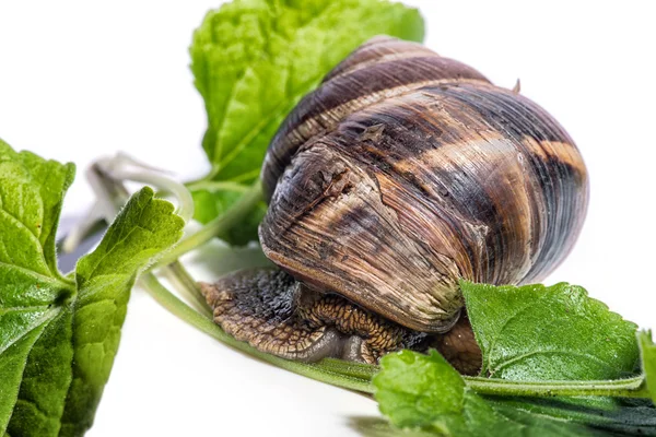 Snail on a white background — Stock Photo, Image