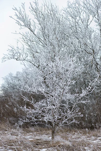 Winterlandschaft mit Raureif auf Bäumen — Stockfoto