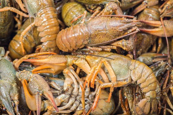 Vele levende rivierkreeft op keuken — Stockfoto