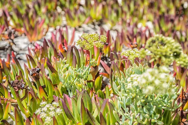 Wunderschönes Gras am Ufer des Atlantiks — Stockfoto