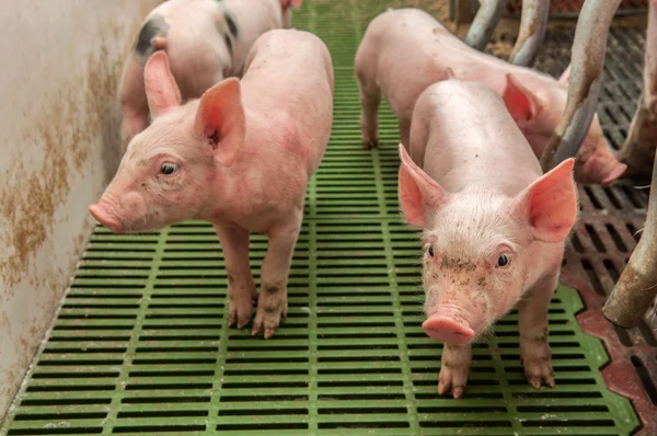 Baby varken in een varkensstal — Stockfoto