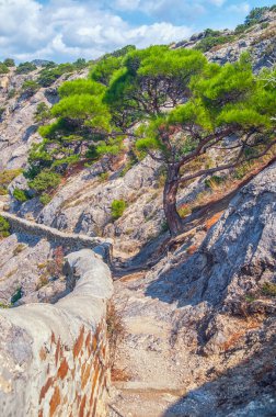 Crim dağ yamacında büyüyen yalnız çam ağacı