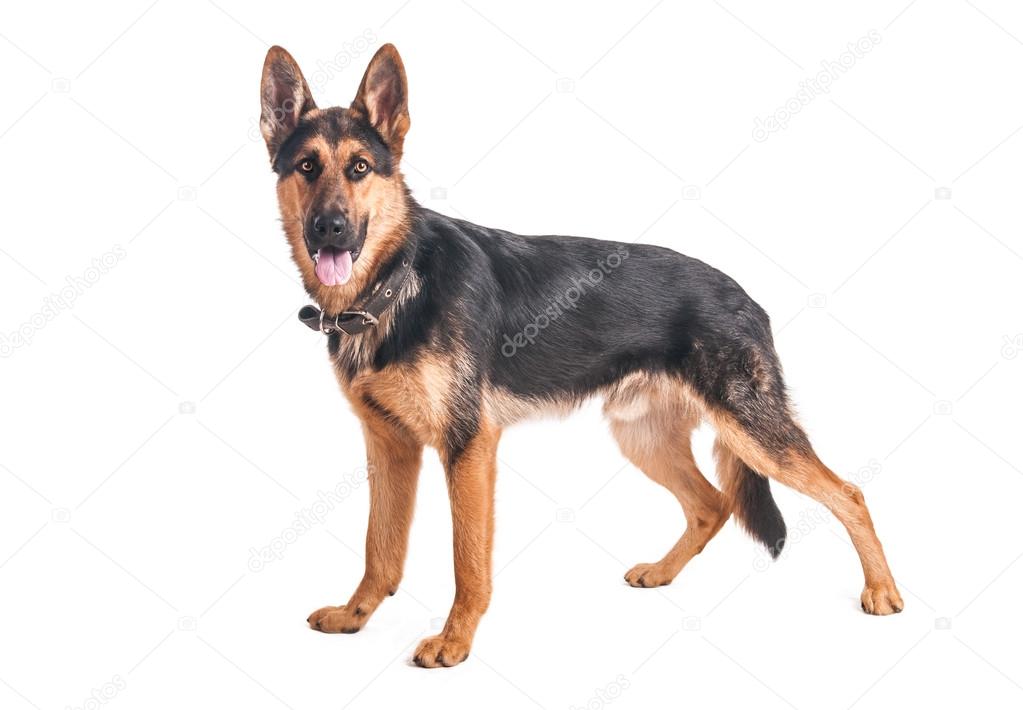 Shepherd on a white background