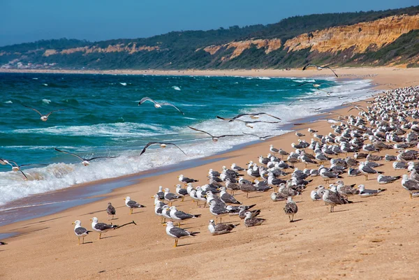 Spousta racků na pobřeží. Atlantic beach, Portugalsko. — Stock fotografie