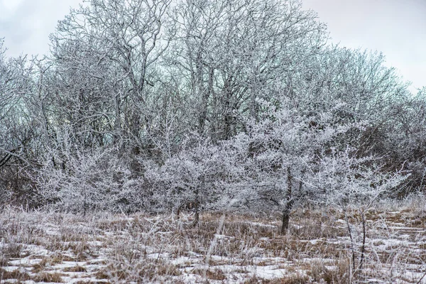 Зимний пейзаж с инеем на деревьях — стоковое фото