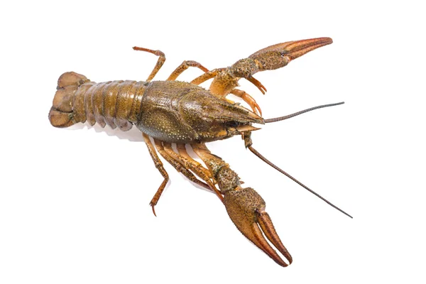 Crayfish isolated on the white background Stock Photo
