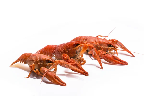 Gekookte langoesten is geïsoleerd op een witte achtergrond — Stockfoto