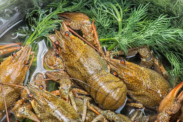 Muchos cangrejos vivos en la cocina —  Fotos de Stock