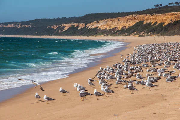 Un sacco di gabbiani sulla riva. Atlantic Beach, Portogallo . — Foto Stock