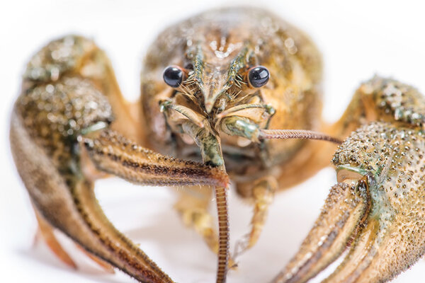Crayfish on a white background.