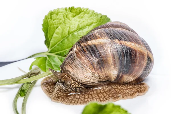 Snail on a white background — Stock Photo, Image