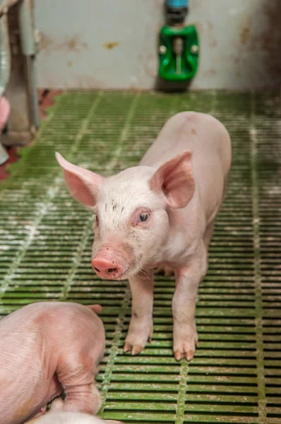 Baby varken in een varkensstal — Stockfoto