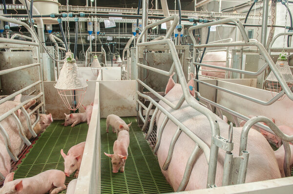 Свинина завод с очень большими свиньями в специальных киосках
