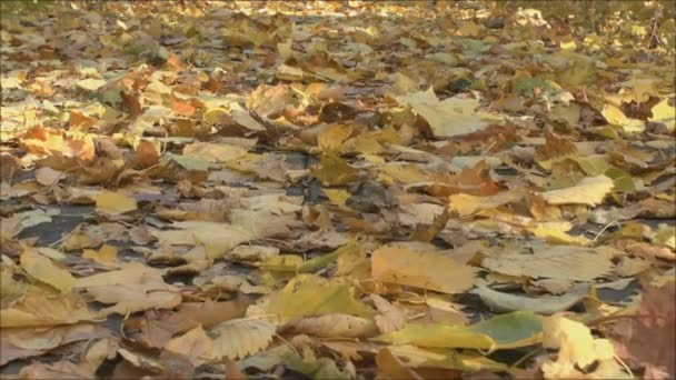 Листя дерев на землі — стокове відео