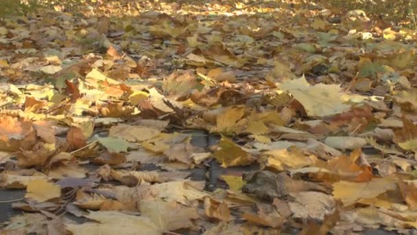 Foglie degli alberi sulla terra — Video Stock