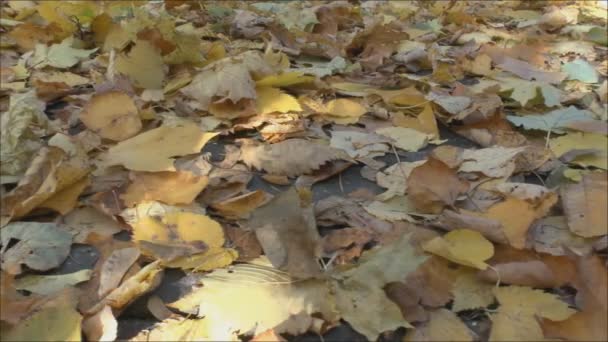 Bladeren van de bomen op aarde — Stockvideo