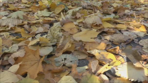 Bladeren van de bomen op aarde — Stockvideo