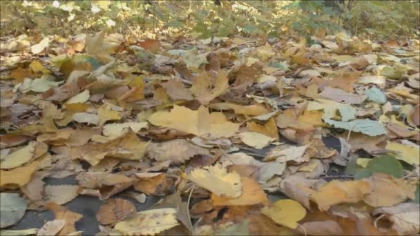 Herbstliches Laub am Boden — Stockvideo