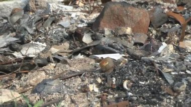 Yanmış ev kalıntıları