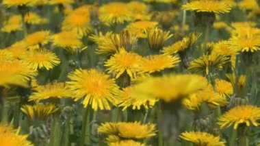 karahindiba çiçekler