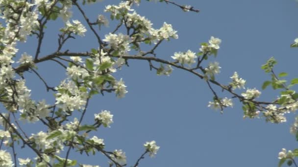 Цветы яблони — стоковое видео