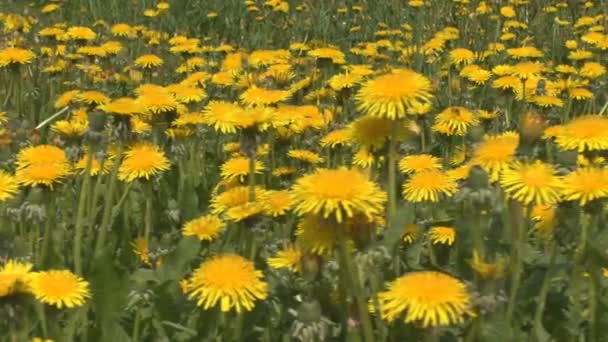 Flores silvestres amarelas entre grama verde — Vídeo de Stock