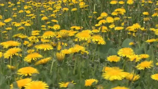 Flores de dente de leão — Vídeo de Stock