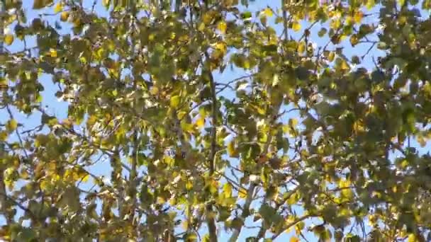 A levelek a fa — Stock videók